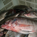 Qualité Frozen Nile IVP Tilapia Fish rond